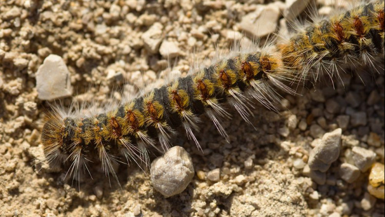 1616056097 oruga procesionaria