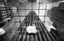applecb applecb