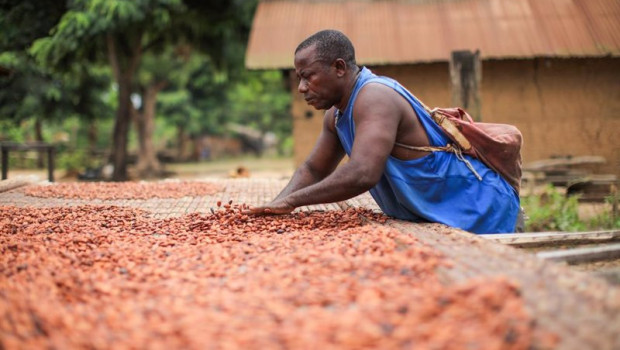 ep archivo   nestle crea un plan para tratar los riesgos del trabajo infantil en la produccion de