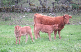 ep archivo   vaca vacas ternera terneros ganado vacuno carne pastos