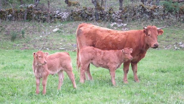 ep archivo   vaca vacas ternera terneros ganado vacuno carne pastos