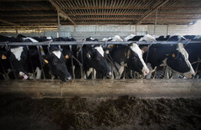 ep archivo varias vacas durante el ordeno en la ganaderia bertolos e serranos de lugo ep archivo varias vacas durante el ordeno en la ganaderia bertolos e serranos de lugo