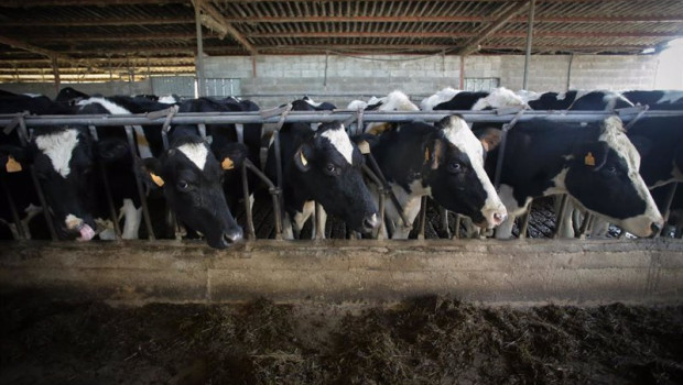 ep archivo   varias vacas durante el ordeno en la ganaderia bertolos e serranos de lugo