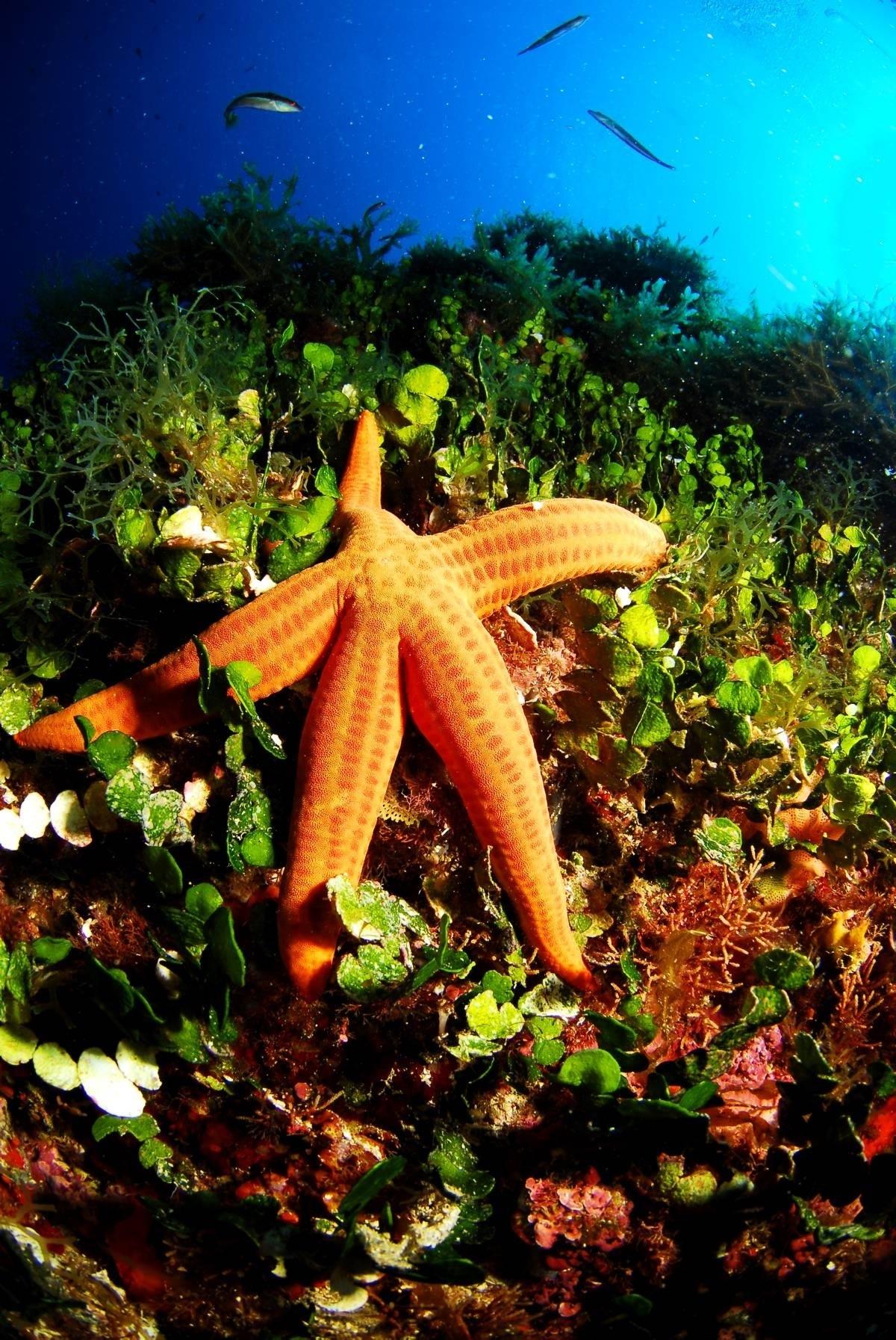 Bosque Submarino. | JUAN CUETO, OCEANA EUROPE ep bosque submarino