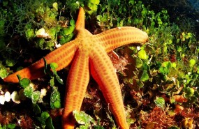 ep bosque submarino