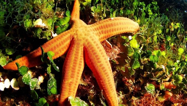 ep bosque submarino