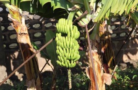 ep el gobierno de canarias convoca la ayuda 1411 millones a los productores de platano con igp