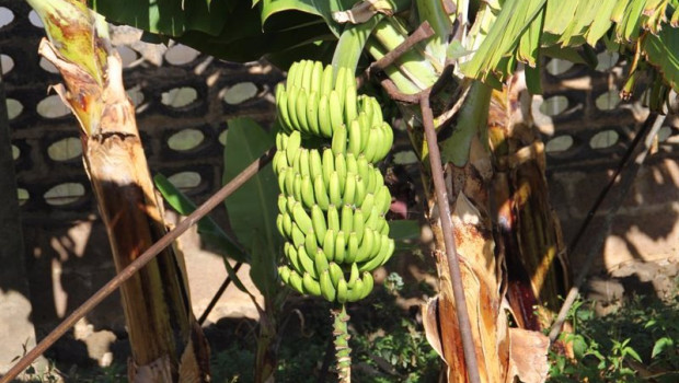 ep el gobierno de canarias convoca la ayuda 1411 millones a los productores de platano con igp