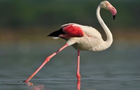 ep flamencodonana