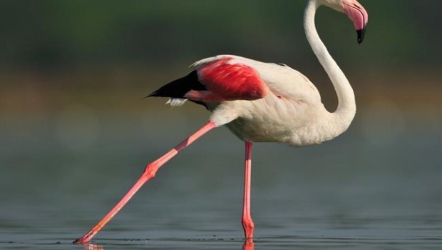 ep flamencodonana