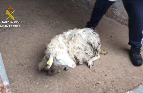 ep investigan a un vecino de garafia por dejar morir de hambre a sus vacas y ovejas