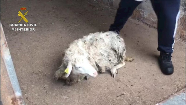ep investigan a un vecino de garafia por dejar morir de hambre a sus vacas y ovejas