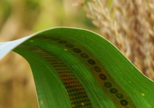 Sensores de grafeno utilizados en plantas | LIANG DONG / UNIVERSIDAD DE IOWA ep sensoresgrafeno utilizadosplantas