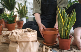 1615894891 dijardinonlinecom 1