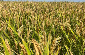 ep arroz en albufera
