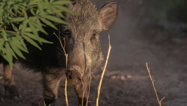 ep declarada la emergencia cinegetica del jabali para prevenir la entrada de la peste porcina ep declarada la emergencia cinegetica del jabali para prevenir la entrada de la peste porcina