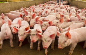 ep el gobierno de brasil apoya a la industria carnica en su boicot a carrefour felicite al sector