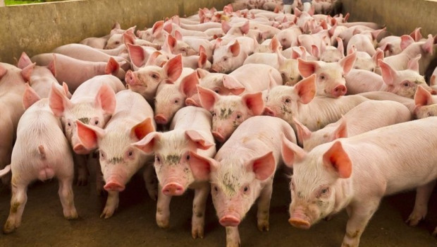 ep el gobierno de brasil apoya a la industria carnica en su boicot a carrefour felicite al sector