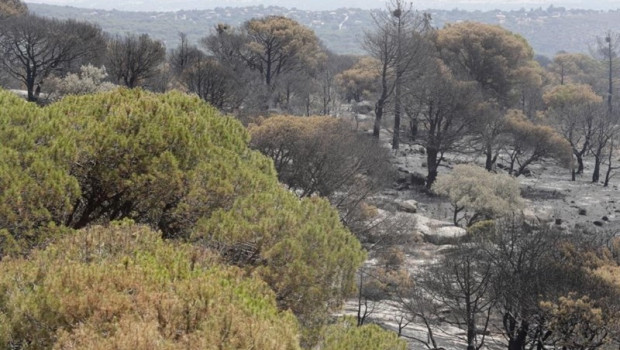 ep incendios- fuegoarrasado 38544 hectareasano23junio mastriplehaceano