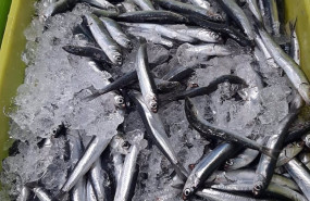 ep primeros bocartes capturados en la pesqueria de la anchoa