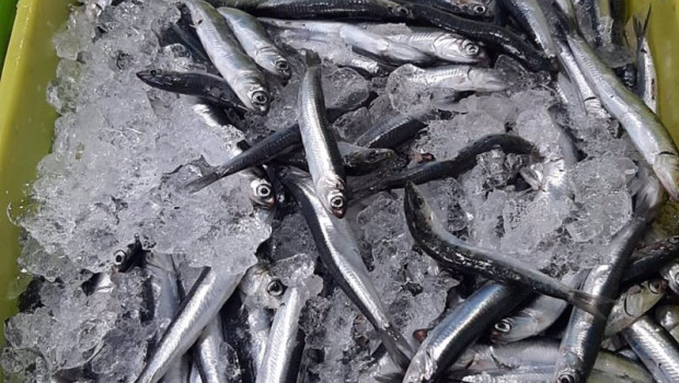 ep primeros bocartes capturados en la pesqueria de la anchoa