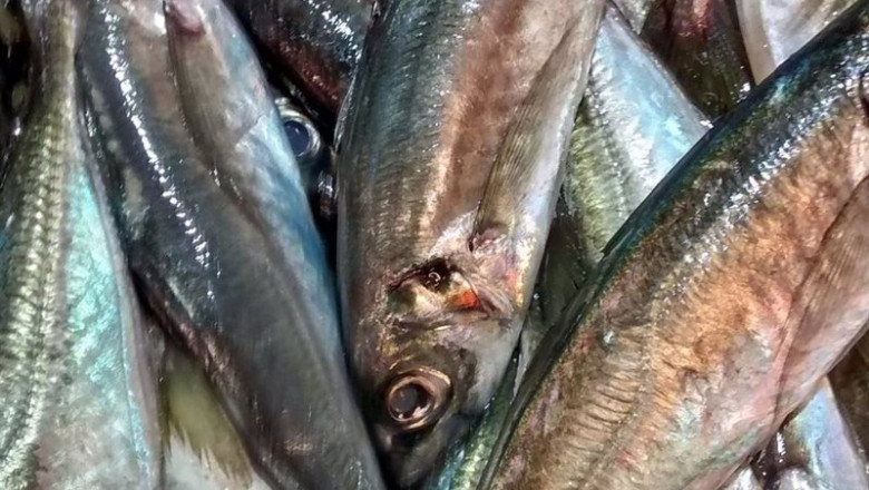 ep sardina ep sardina