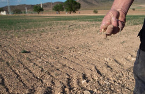 ep un agricultor muestra la tierra seca en murcia ep un agricultor muestra la tierra seca en murcia