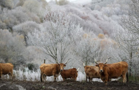 ep vacas durante la nevada en pedrafita