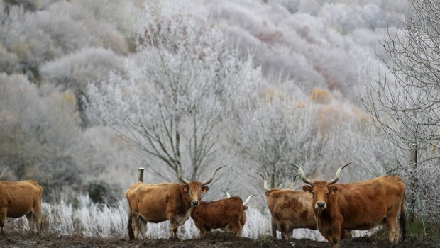 ep vacas durante la nevada en pedrafita