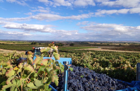 1603117439 vendimia 2020