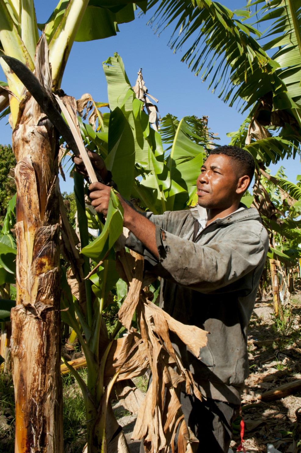 Agrocrédito en República Domicana de Fundación CODESPA, ADOPEM y la AECID | FUNDACIÓN CODESPA ep agrocreditorepublica domicanafundacion codespa adopemla aecid