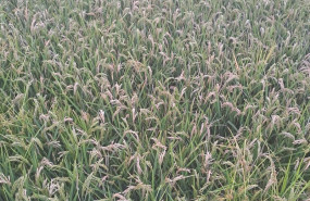 ep archivo   campo de arroz