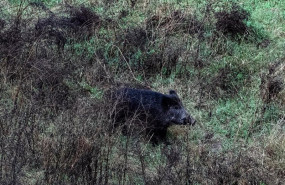 ep archivo   un jabali por el cauce del rio ter
