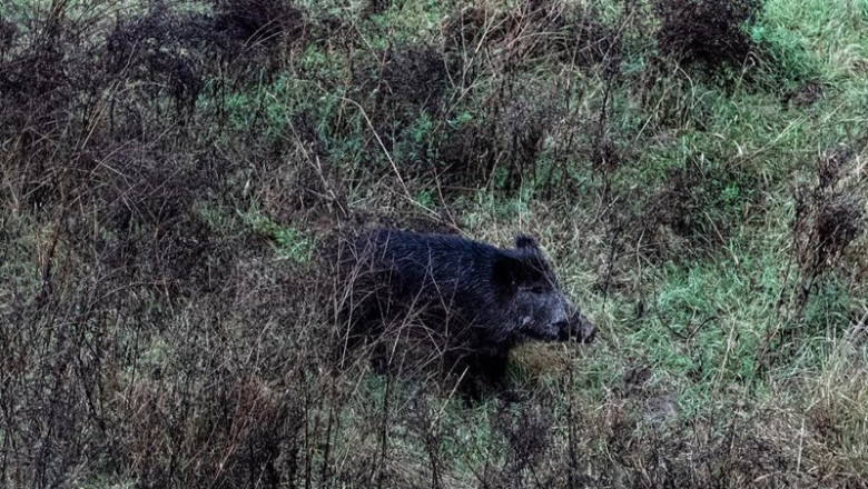 ep archivo   un jabali por el cauce del rio ter