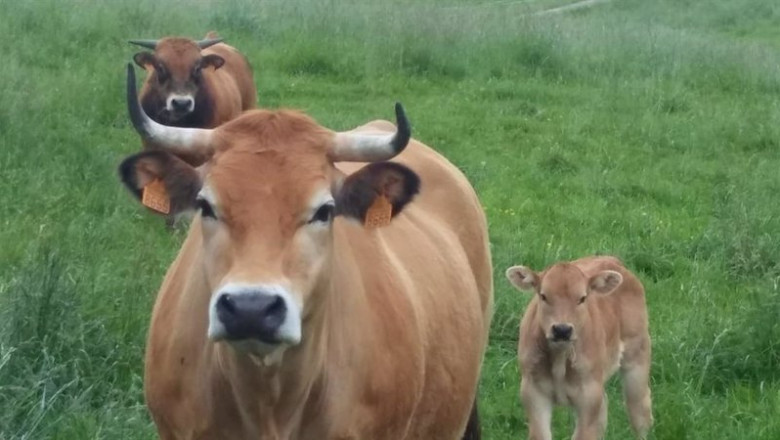 ep archivo vacas 20230217164404 ep archivo vacas 20230217164404