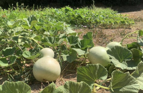 ep cultivo de calabazas
