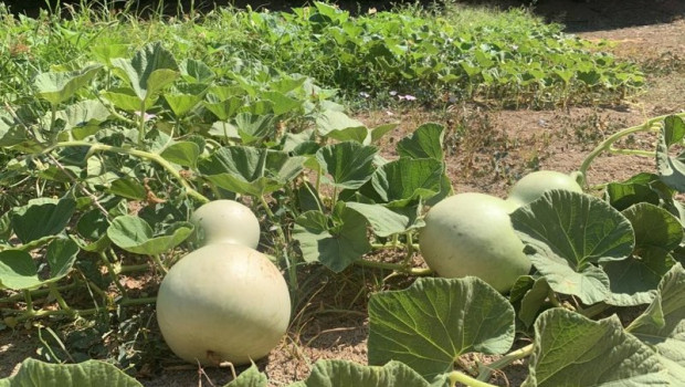 ep cultivo de calabazas