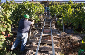 ep dos vendimiadores cortan racimos de uvas en el vinedo de la bodega algueira de la do ribeira