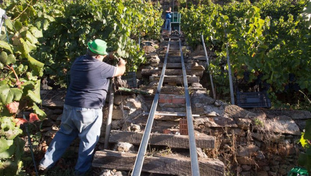 ep dos vendimiadores cortan racimos de uvas en el vinedo de la bodega algueira de la do ribeira