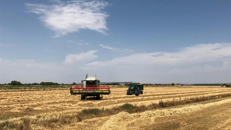 ep mondelez international estimacosecha20000 toneladastrigola campana 2019-20