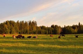 1574675406 vacas freepik comunicae