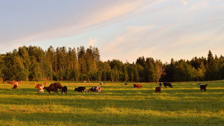 1574675406 vacas freepik comunicae