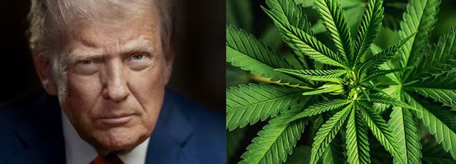 cannabiscbtrump11