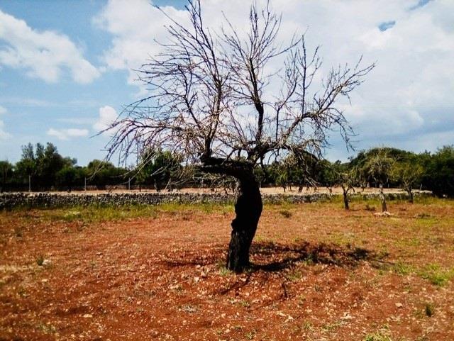 Almendro, Xylella, bacteria, recurso, campo, Mallorca, Agricultura, árbol | PP ep almendro xylella bacteria recurso campo mallorca agricultura arbol