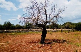 ep almendro xylella bacteria recurso campo mallorca agricultura arbol