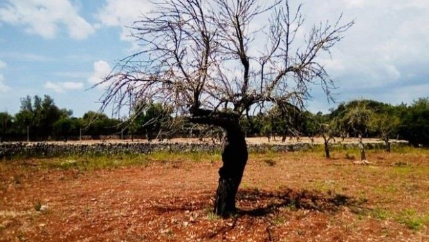 ep almendro xylella bacteria recurso campo mallorca agricultura arbol