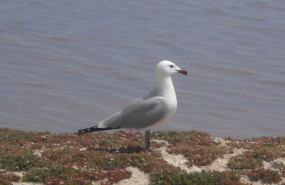 ep archivo   ejemplar de gaviota de audouin