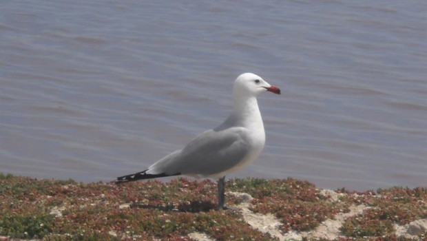 ep archivo   ejemplar de gaviota de audouin