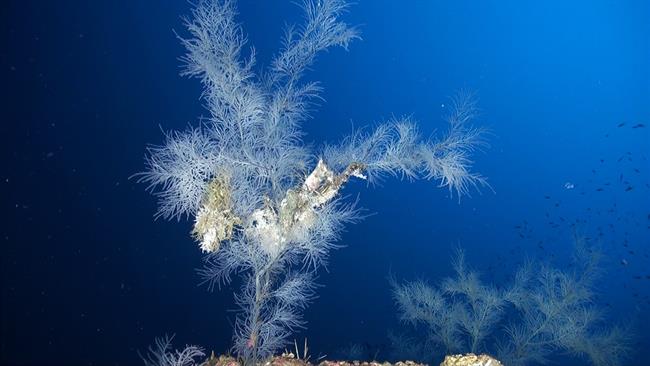 Coral negro de profundidad en las islas Eolias (Italia) | OCEANA ep coral negroprofundidadlas islas eolias italia