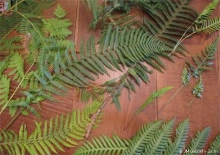 ep helechos plantas